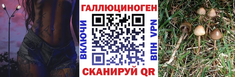 Галлюциногенные грибы мицелий  Купить  Новороссийск 